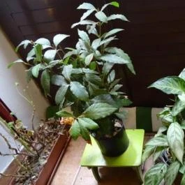 Dynamobake, Budapest - Belső