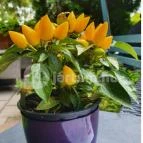 Ebatta Kultúrkocsma Pizzakuckó Százhalombatta - Egyéb