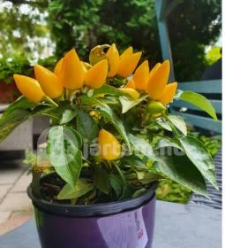 Ebatta Kultúrkocsma Pizzakuckó