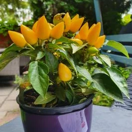 Ebatta Kultúrkocsma Pizzakuckó Százhalombatta - Egyéb