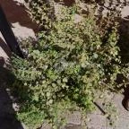 Éden Étterem Budapest - Belső