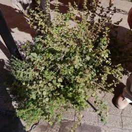 Éden Étterem, Budapest - Belső