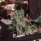 Éden Étterem Budapest - Egyéb