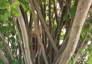 Édes Velence Cukrászda Velence