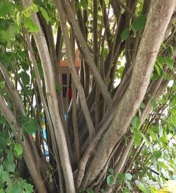 Édes Velence Cukrászda