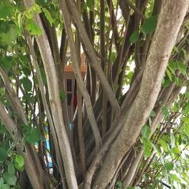 Édes Velence Cukrászda Velence - Egyéb