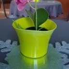 Egri Borház Pápa - Egyéb