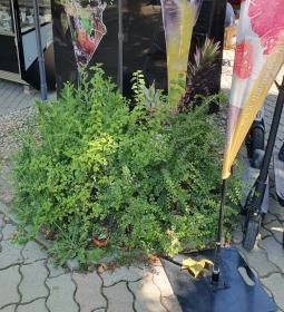 El Toro Cocktail terasz