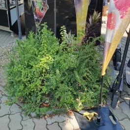 El Toro Cocktail terasz Balatonföldvár - Egyéb