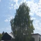 Emmarozs Grand Szeged - Egyéb