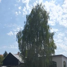 Emmarozs Grand Szeged - Egyéb