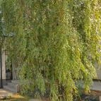 Emmarozs Grand Szeged - Egyéb