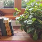 Erhardt Étterem & Borpince Sopron - Egyéb