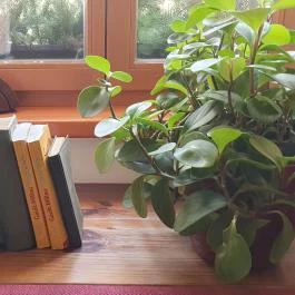 Erhardt Étterem & Borpince Sopron - Egyéb