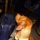 Fekete Kutya Budapest - Egyéb