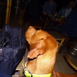 Fekete Kutya, Budapest - Egyéb