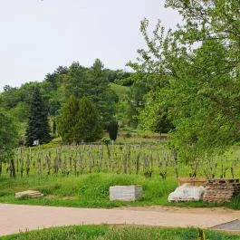 Folly Borászat Badacsonyörs - Egyéb