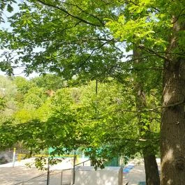 Freyja - Buda, Budapest - Egyéb