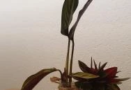 Füge Étterem Biatorbágy