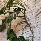 Füge Fagyiudvar & Kávézó Veszprém - Egyéb