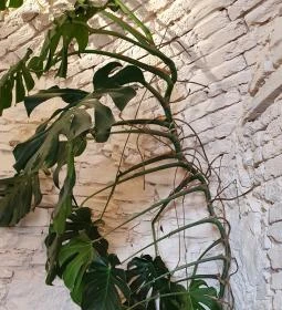 Füge Fagyiudvar & Kávézó