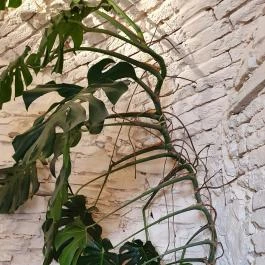 Füge Fagyiudvar & Kávézó Veszprém - Egyéb