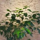 Füge Fagyiudvar & Kávézó Veszprém - Egyéb