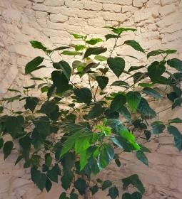 Füge Fagyiudvar & Kávézó