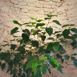 Füge Fagyiudvar & Kávézó Veszprém - Egyéb