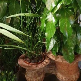 Fürge Páva Monor - Egyéb