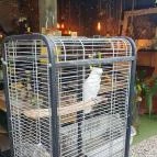 Fürge Páva Monor - Egyéb