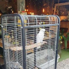 Fürge Páva Monor - Egyéb