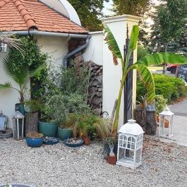 Fürge Páva Monor - Egyéb