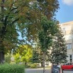 Fürge Páva Monor - Egyéb