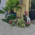 Fürge Páva Monor - Egyéb