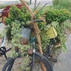 Fürge Páva Monor - Egyéb