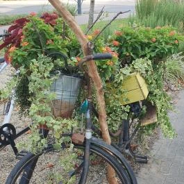 Fürge Páva Monor - Egyéb