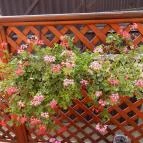 Gabó Cukrászda Pákozd - Külső kép