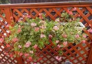 Gabó Cukrászda Pákozd