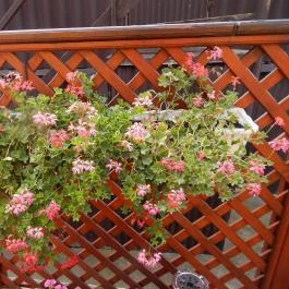 Gabó Cukrászda Pákozd - Külső kép