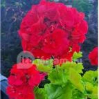 Gizella Vendégház Badacsonytomaj - Belső