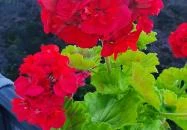 Gizella Vendégház Badacsonytomaj