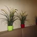 Gold Wok Budapest - Belső