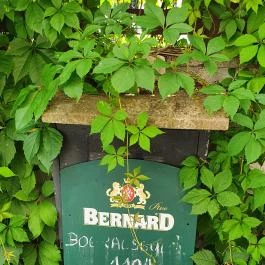 Gőzhajó Kávézó & Galéria Szentendre - Egyéb