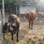 Graefl Major Poroszló - Egyéb