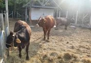 Graefl Major Poroszló