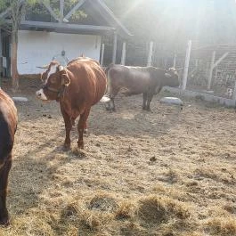 Graefl Major Poroszló - Egyéb