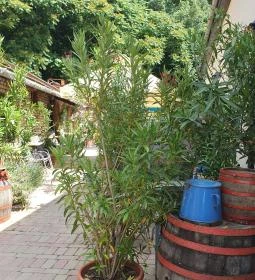 Guri Serház Törökbálint