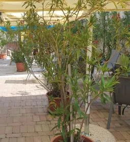 Guri Serház Törökbálint