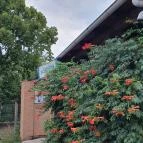 Gyradiko Veresegyház - Egyéb